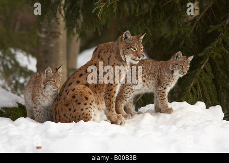 Eurasian Lynx Lynx lynx foresta bavarese Germania madre con cub nella neve Foto Stock
