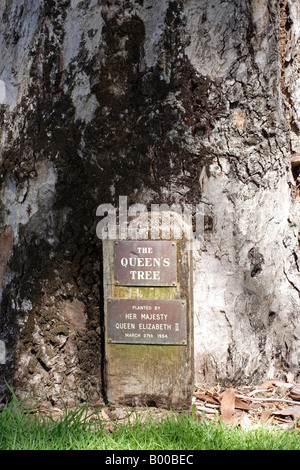 L'albero della Regina. Foto Stock