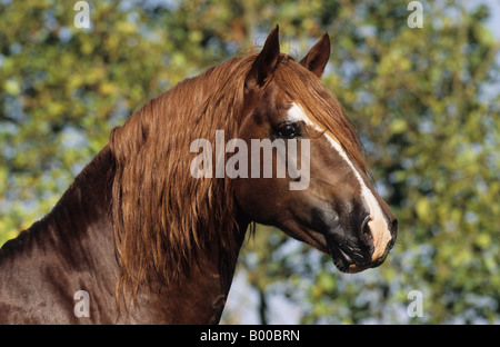 Welsh Cob (Equus caballus9, stallone, ritratto Foto Stock