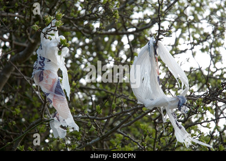 Supermercato borsa di trasporto catturati in una struttura ad albero Foto Stock