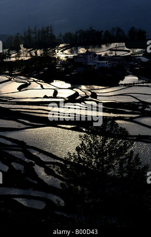 Nel tardo pomeriggio a Yuan Yang terrazza riso campi nel sud della provincia dello Yunnan in Cina Foto Stock