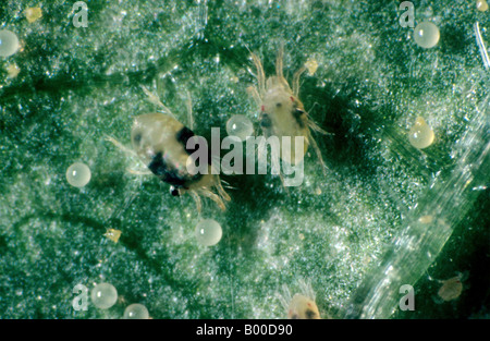 Due spotted spider acari Tetranychus urticae pesti femmina su una foglia Foto Stock