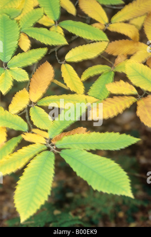 Dolce autunno foglie di castagno (Castanea sativa) Foto Stock