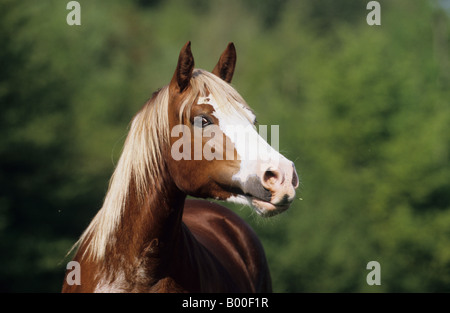 Welsh Cob Equus caballus mare ritratto Foto Stock