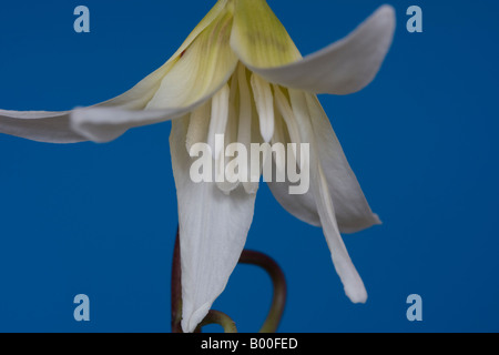 Studio shot di erythronium californicum bellezza bianco con uno sfondo blu. Foto Stock