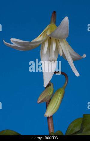 Studio shot di erythronium californicum bellezza bianco con uno sfondo blu. Foto Stock