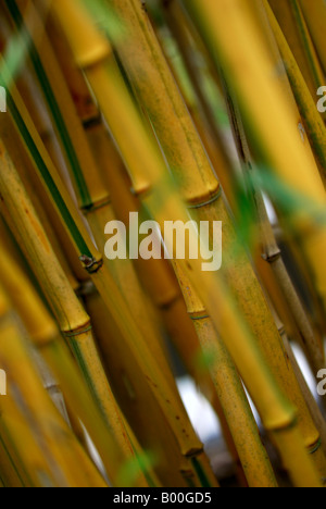 Il bambù Phyllostachys aureosulcata f spectabilis poaceae Foto Stock