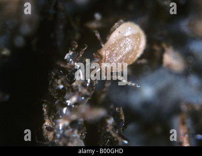 Acaro predatore Hypoaspis miles attaccando un sciarid fly larva Foto Stock