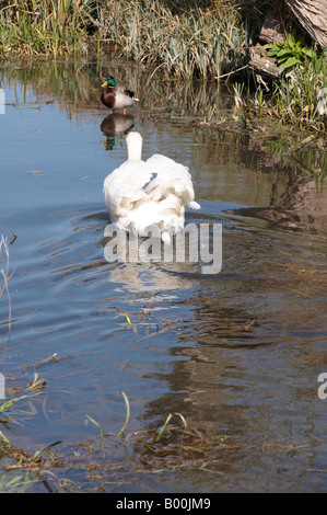 Cob maschio Swan custodisce il suo nido da anatra in Cambridge cigno Cygnus olor proteggendo il suo nido in Cambridge vicino percorso a piedi Foto Stock