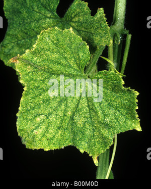 Acaro giallo Tetranychus urticae danni di alimentazione alla serra di foglie di cetriolo Foto Stock