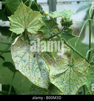Acaro giallo Tetranychus urticae gravi danni alla serra di foglie di cetriolo Foto Stock