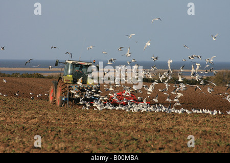 I gabbiani volare dietro ad un trattore di aratura sulla Costa North Norfolk Foto Stock