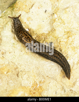 Leopard slug Limax maximus adulto su una pietra Foto Stock