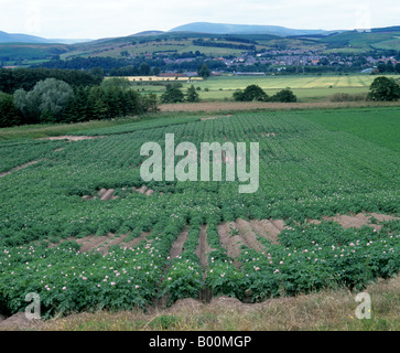 Le patch dei danni in una scozzese del raccolto di patata causato da symphylids o symphylans, Scutigrella immacolata, Foto Stock