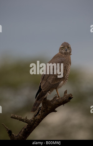 Appollaiato Dark Salmodiare Astore (Melierax metabates), in Ndutu nel Ngorongoro Conservation Area della Tanzania Foto Stock