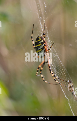 Wasp spider, zebra spider - spider dell'anno 2001 Foto Stock