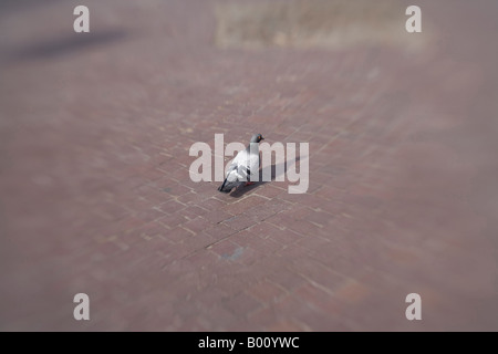 Un singolare pigeon appoggiata nel mezzo di una strada di mattoni Foto Stock