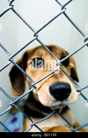 Una croce di beagle liberato e disperatamente a gabbia che vogliono essere salvati. Foto Stock