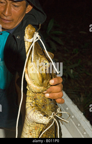 Il Perù, Amazon, Lago Preto Conservation Reserve. Volontari di Earthwatch peruviano e gli scienziati che lavorano insieme. Foto Stock