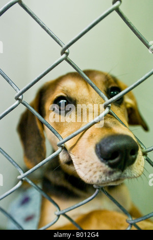 Una croce di beagle liberato e disperatamente a gabbia che vogliono essere salvati. Foto Stock