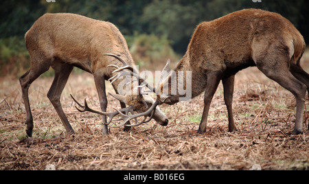 Una coppia di giovani Red Deer stags tussle durante l'autunno rut Foto Stock