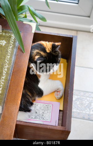 Un gatto dorme IN UN CASSETTO APERTO IN CAMERA DA LETTO Foto Stock