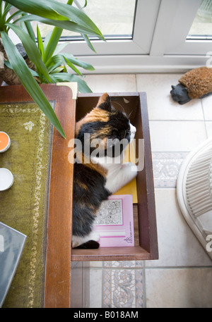 Un gatto dorme IN UN CASSETTO APERTO IN CAMERA DA LETTO Foto Stock