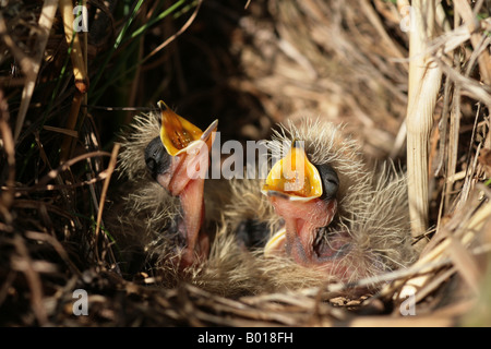 Allodola pulcini in un nido su un ELS margine di erba Foto Stock