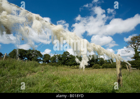 Pecore' lana catturato sul filo spinato recinzioni attorno ad un agricoltore del campo in Cornovaglia, Inghilterra Foto Stock