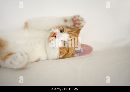 Ritratto di un bianco e rosso tabby cat Foto Stock