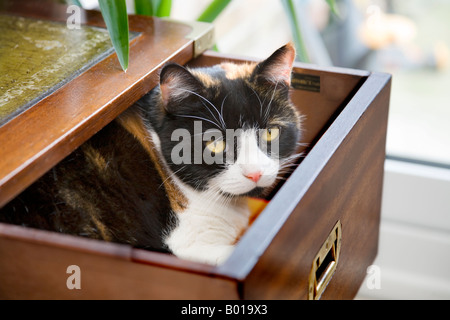 Un gatto dorme IN UN CASSETTO APERTO IN CAMERA DA LETTO Foto Stock