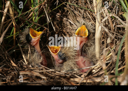 Allodola pulcini in un nido su un ELS margine di erba Foto Stock