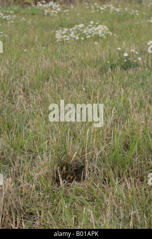 Allodola pulcini in un nido su un ELS margine di erba Foto Stock