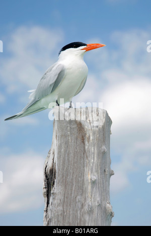 Royal Tern su Isla Mujeres, Messico Foto Stock