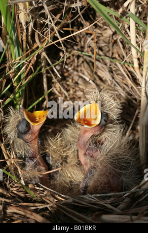 Allodola pulcini in un nido su un ELS margine di erba Foto Stock