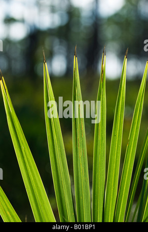 Saw palmetto Palma foglie ventola di forma contro la foresta di alberi di pino, Jonathan Dickinson State Park, Florida Foto Stock