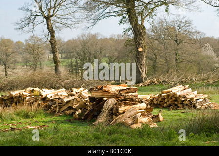 Foto di stock di rami di registrazione per legna da ardere Foto Stock