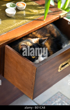 Un gatto dorme IN UN CASSETTO APERTO IN CAMERA DA LETTO Foto Stock