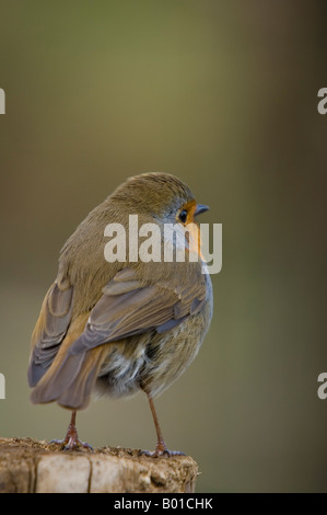 Robin appollaiato sul palo da recinzione - Erithacus rubecula Foto Stock