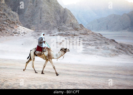 Corse Eygptian cammello attraverso il deserto del Sinai Egitto Foto Stock