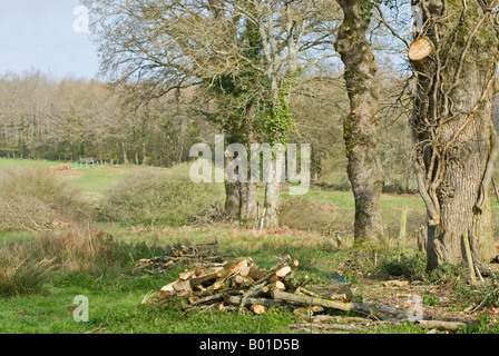 Foto di stock di rami di registrazione per legna da ardere soltanto il basso appeso rami sono tagliati per fornire un metodo sostenibile di produzione Foto Stock