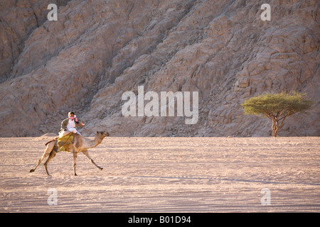 Lone Egytpian gare attraverso il deserto del Sinai e il Mar Rosso montagna sul suo cammello Egitto Foto Stock