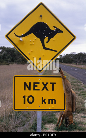 Girato su Kangaroo segno con Fox morti sulla strada in Sud Australia Foto Stock