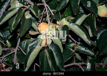 Un giovane giapponese data prugna frutta/Kaki Tree/Persimmon-Diospyros kaki-famiglia Ebenaceae Foto Stock