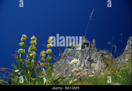 Grande giallo (genziana lutea Gentiana), Oberland bernese, Svizzera Foto Stock