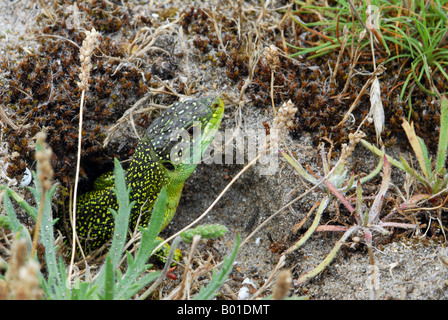 Lucertola verde vicino sul capo Foto Stock