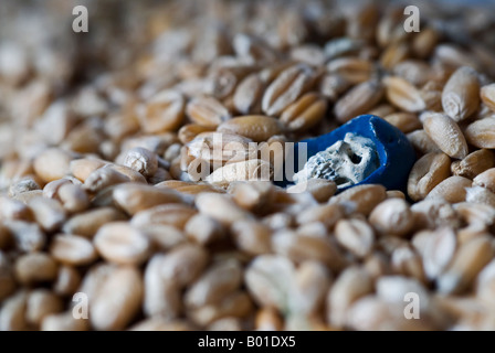 Stock Foto di un modello di Grim Reaper in piedi in un mucchio di grano Foto Stock