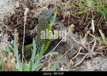 Lucertola verde proveniente dal foro nel terreno Foto Stock