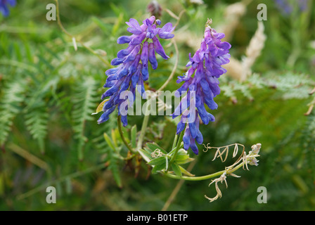 Vetch tufted in dettaglio Foto Stock