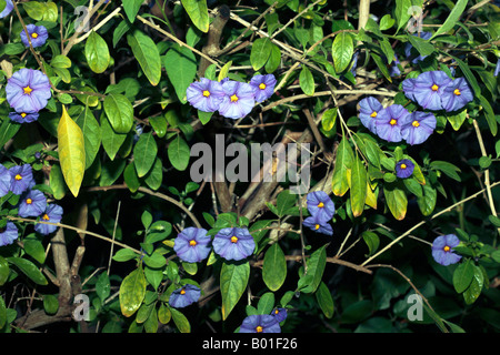 Patata blu Bush - Solanum rantonettii-famiglia delle solanacee Foto Stock